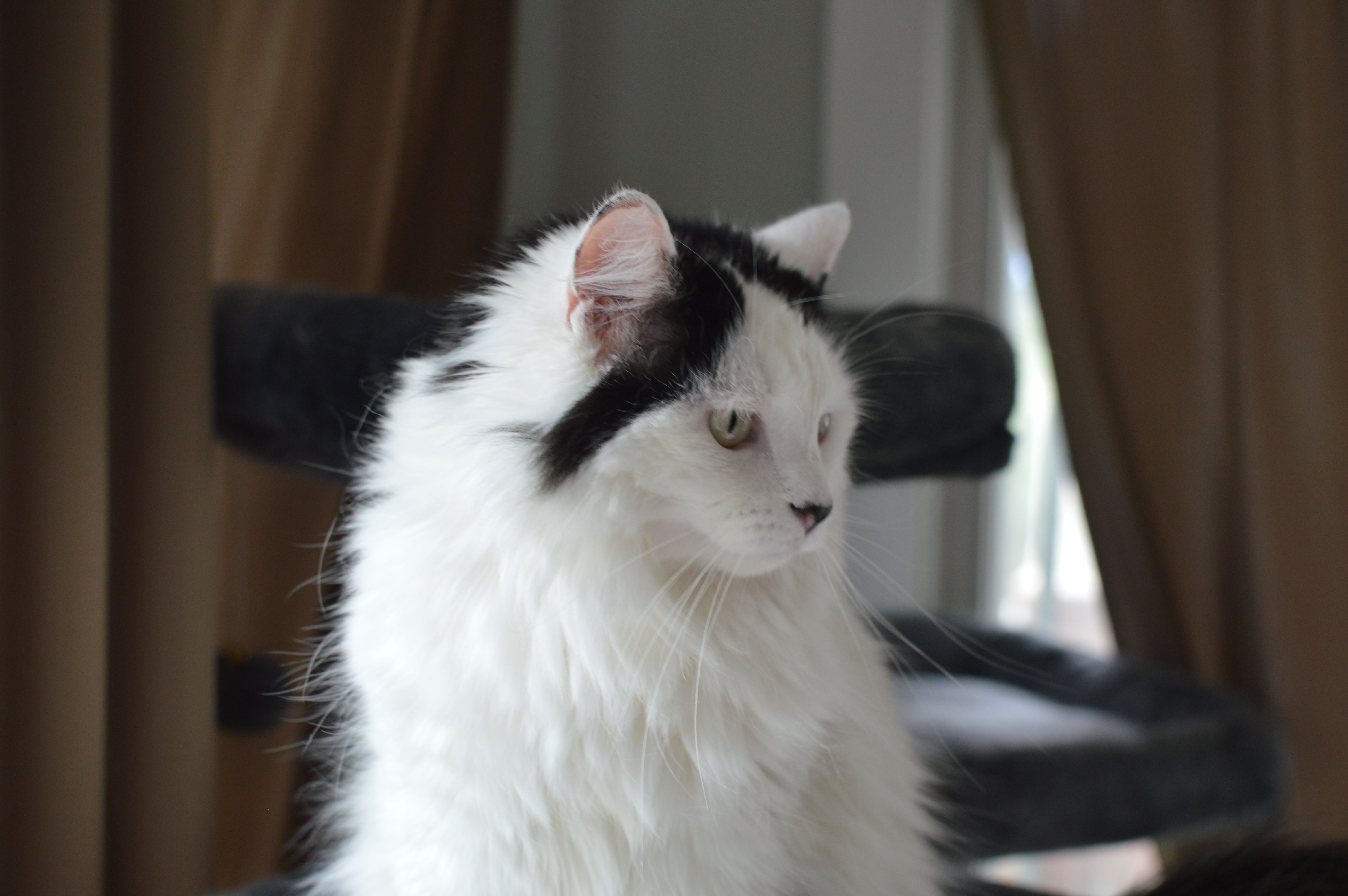 Window Watcher